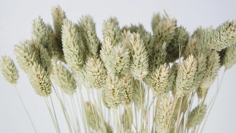 Phalaris getrocknet - 1 Bund - Naturfarbe