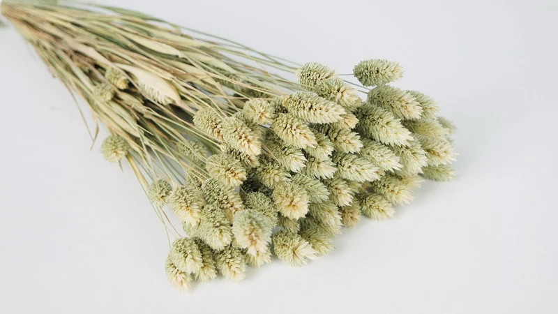 Phalaris getrocknet - 1 Bund - Naturfarbe