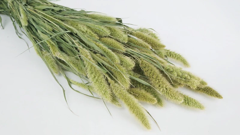 Setaria getrocknet - 1 Bund - Naturfarbe grün