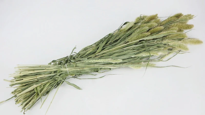 Setaria getrocknet - 1 Bund - Naturfarbe grün