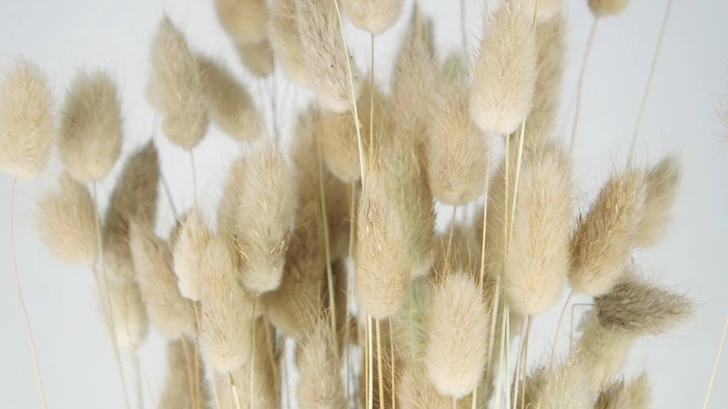 Lagurus getrocknet NL - 1 Bund - Naturfarbe
