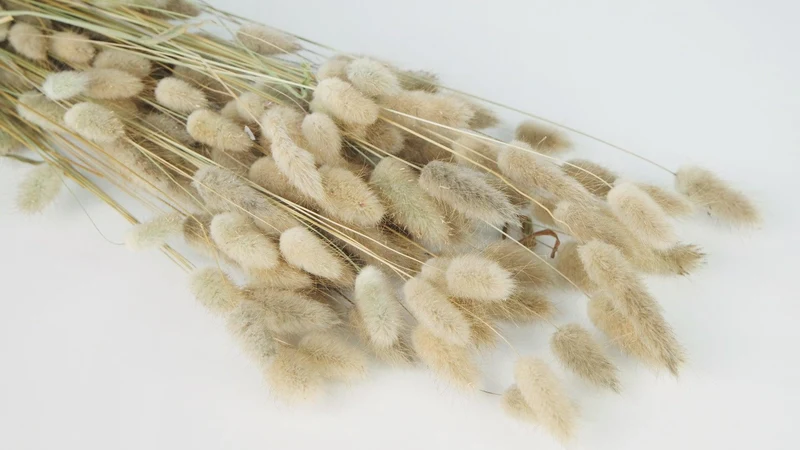 Lagurus getrocknet NL - 1 Bund - Naturfarbe