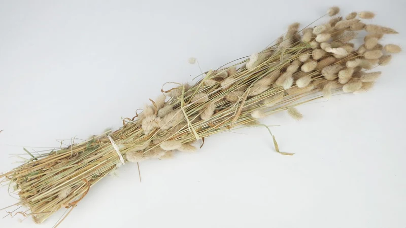 Lagurus getrocknet NL - 1 Bund - Naturfarbe