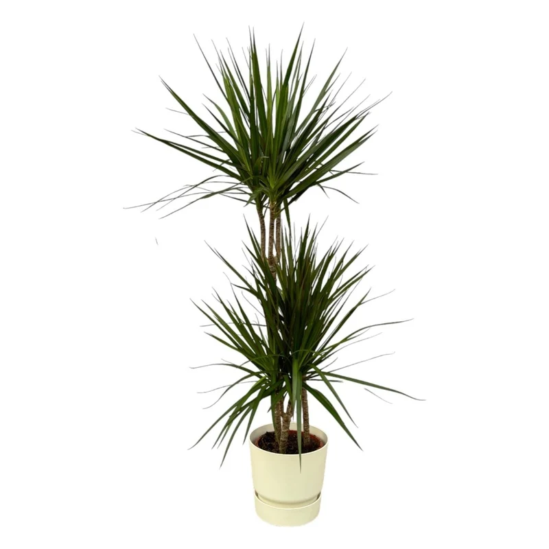 Dracaena Marginata kaufen – Drachenbaum mit Topf oder Korb