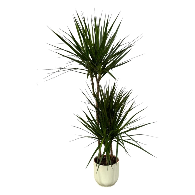 Dracaena Marginata kaufen – Drachenbaum mit Topf oder Korb