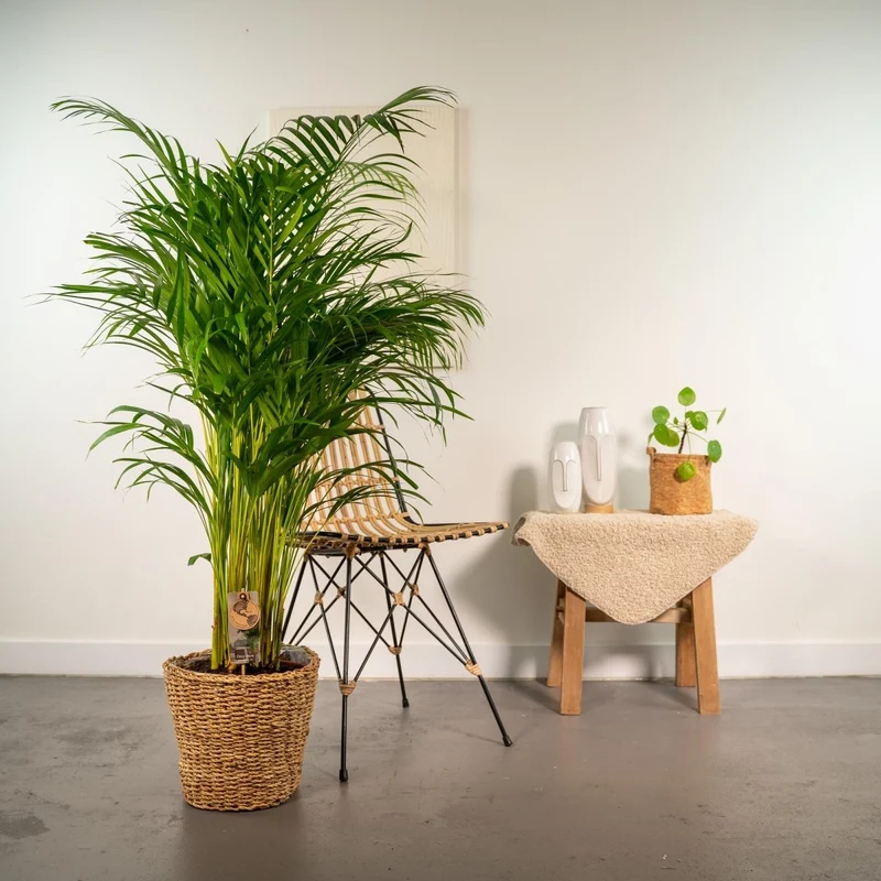 Areca-Palme 130cm mit Korb oder Topf – Goldfruchtpalme für gesunde Raumluft