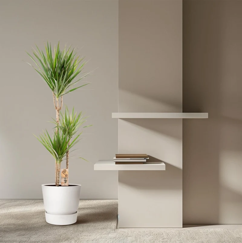 Dracaena Marginata 90 - 220 cm – Pflegeleichter Drachenbaum