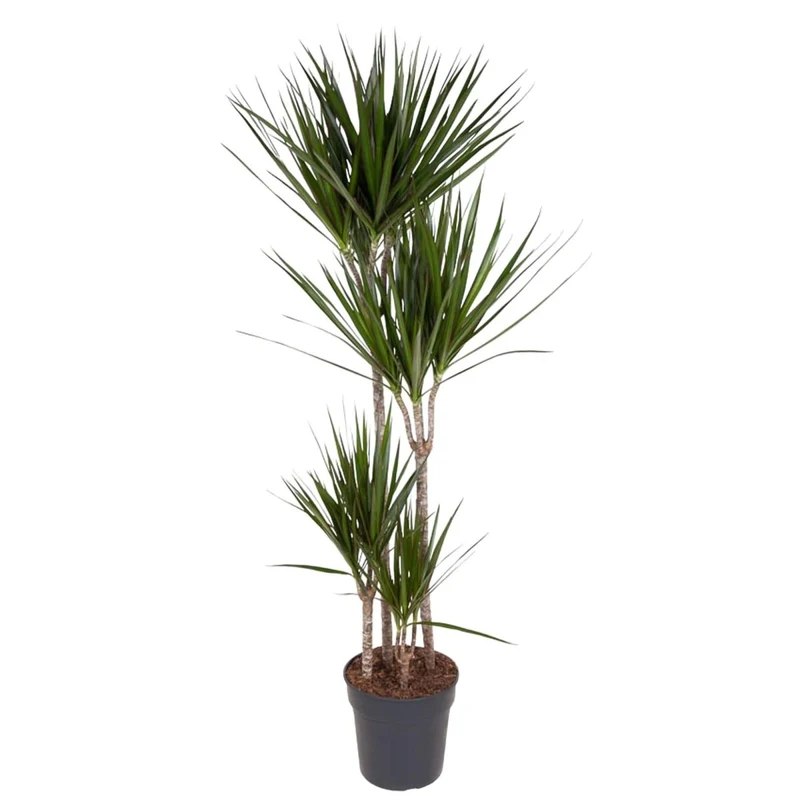 Dracaena Marginata 90 - 220 cm – Pflegeleichter Drachenbaum