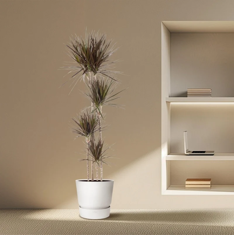 Dracaena marginata ‘Magenta’ – Exotische Zimmerpflanze