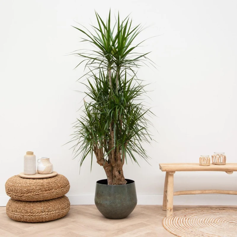 Dracaena Marginata 90 - 220 cm – Pflegeleichter Drachenbaum