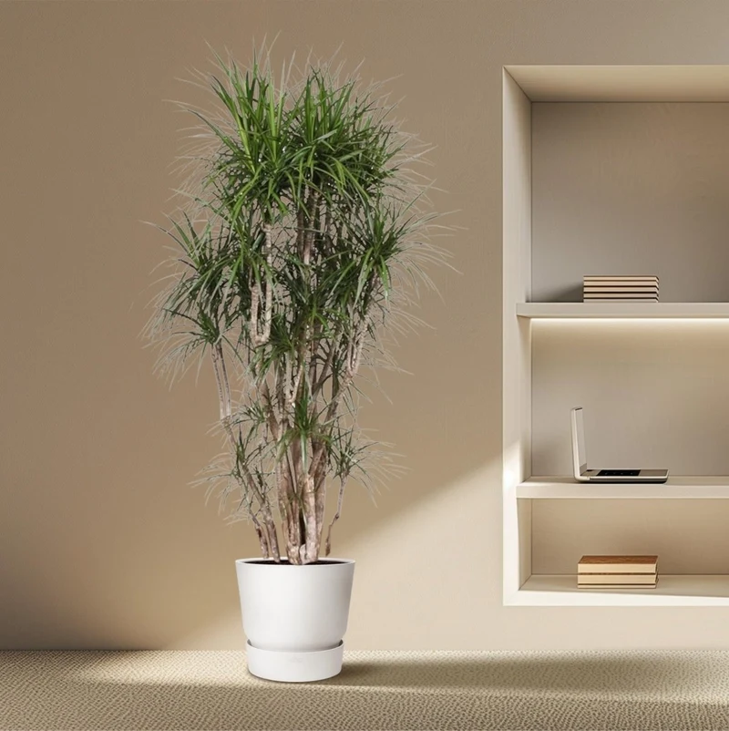 Dracaena Marginata 90 - 220 cm – Pflegeleichter Drachenbaum