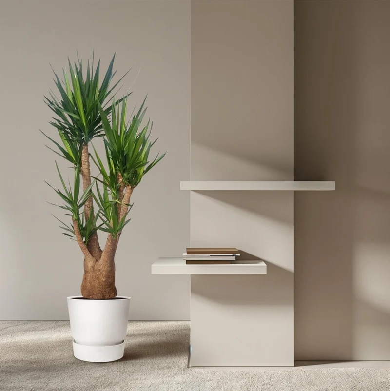 Yucca Elephantipes – Spineless Yucca für Zuhause & Garten