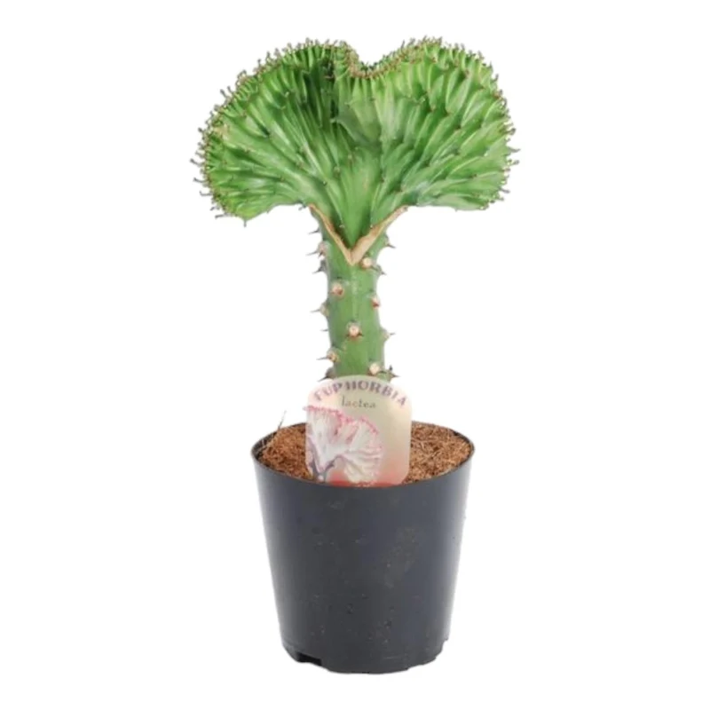 Euphorbia lactea Cristata grün - 30 cm - Ø 10,5 cm