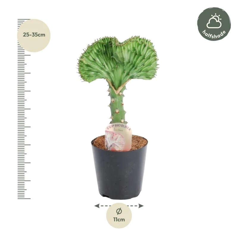 Euphorbia lactea Cristata grün - 30 cm - Ø 10,5 cm