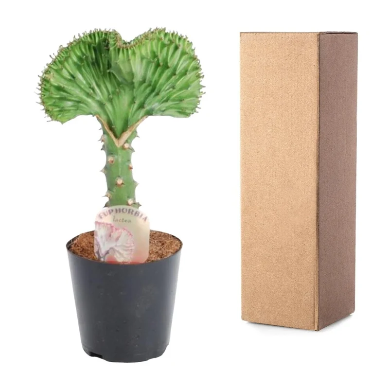 Euphorbia lactea Cristata grün - 30 cm - Ø 10,5 cm