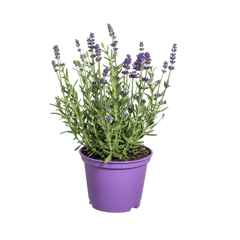 Lavandula angustifolia (8er-Set) – Echter Lavendel Ø19 cm | Duft & Bienenliebe