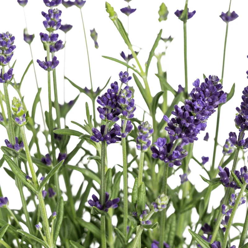 Lavandula angustifolia (8er-Set) – Echter Lavendel Ø19 cm | Duft & Bienenliebe