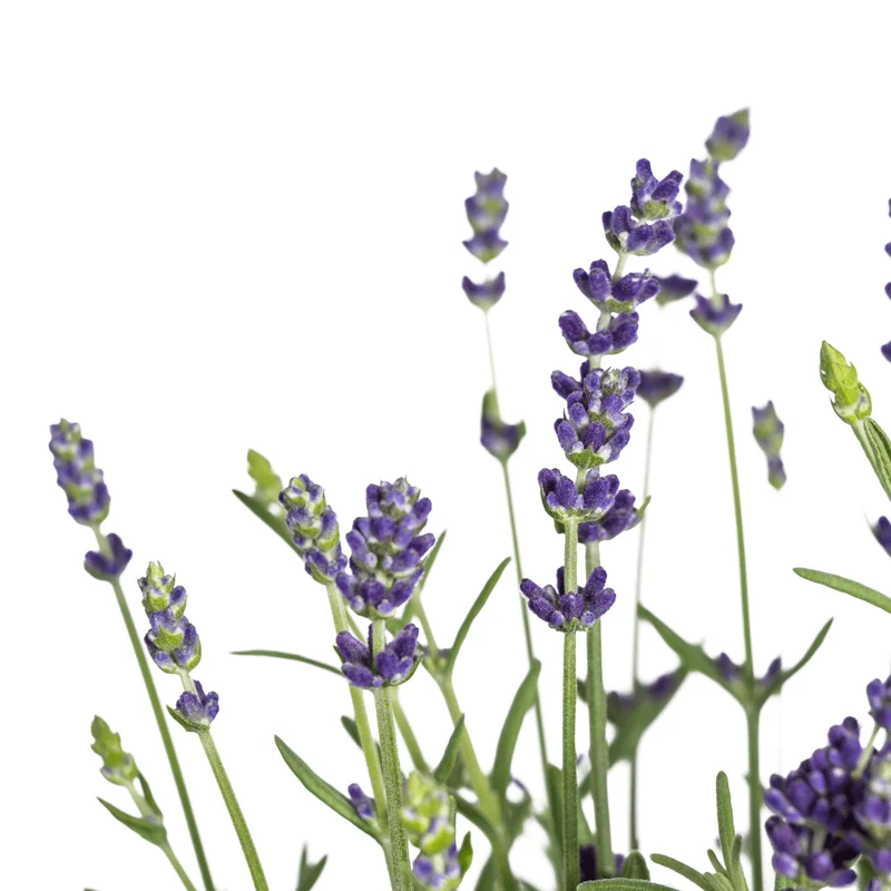 Lavandula angustifolia (8er-Set) – Echter Lavendel Ø19 cm | Duft & Bienenliebe