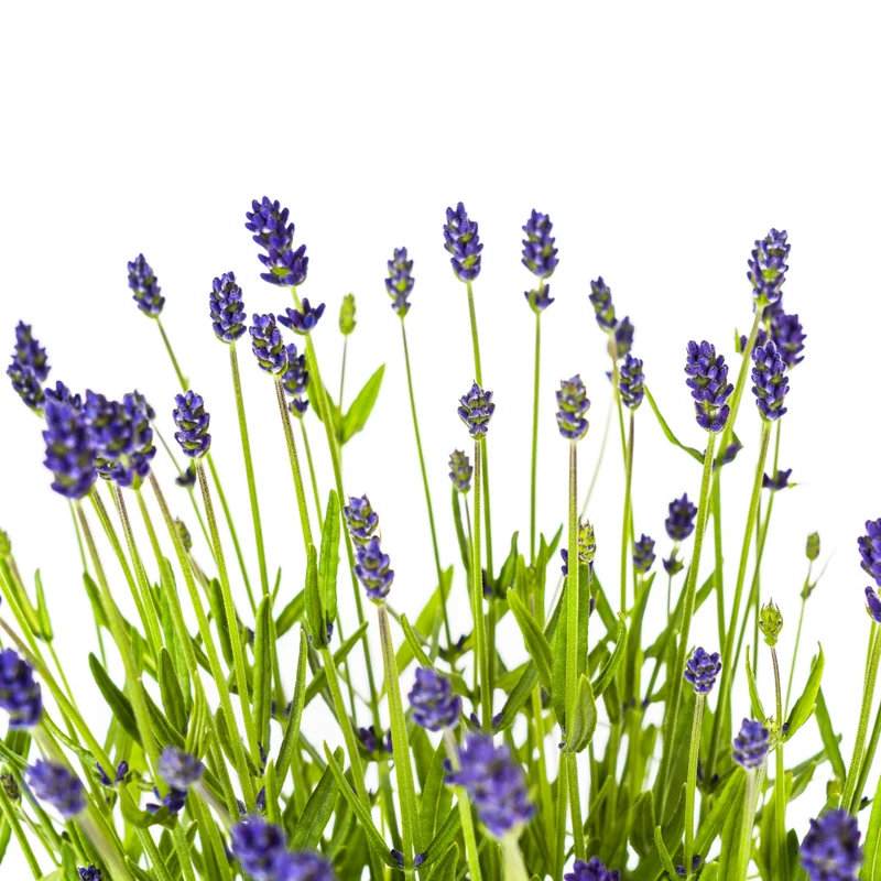 Lavandula angustifolia (2er-Set) – Echter Lavendel Ø19 cm | Duft & Bienenliebe