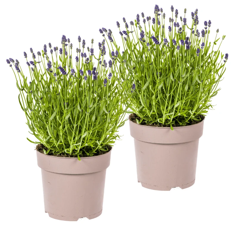 Lavandula angustifolia (2er-Set) – Echter Lavendel Ø19 cm | Duft & Bienenliebe