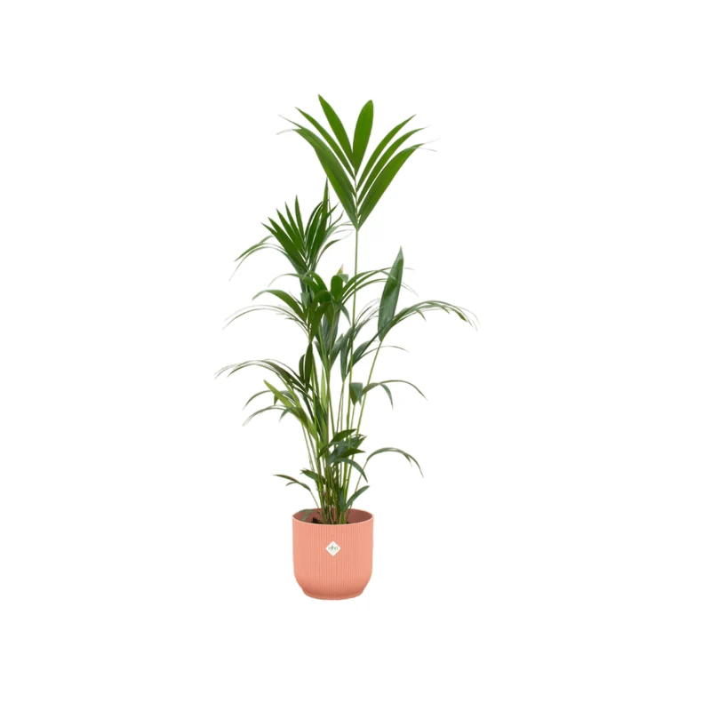 Kentia-Palme 160cm mit Topf – Elegante Zimmerpalme für stilvolles Grün
