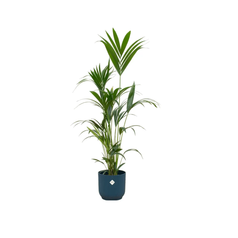 Kentia-Palme 160cm mit Topf – Elegante Zimmerpalme für stilvolles Grün