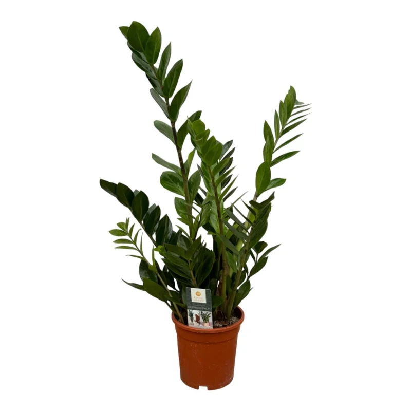 Zamioculcas zamiifolia | Glücksfeder – Pflegeleichte Immergrün-Zimmerpflanze