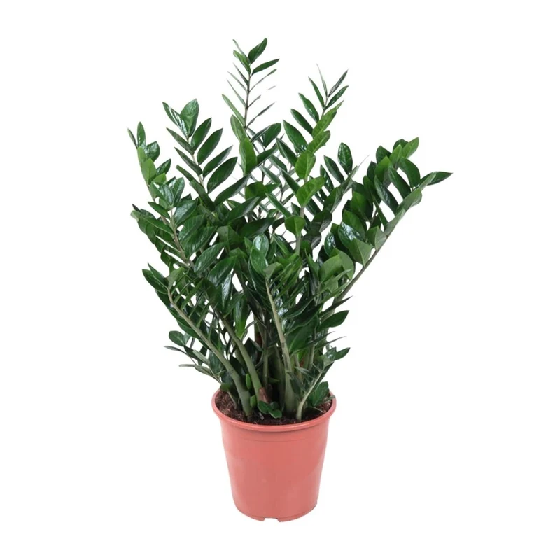 Zamioculcas zamiifolia | Glücksfeder – Pflegeleichte Immergrün-Zimmerpflanze