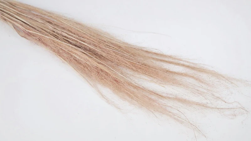 Muhly Grass getrocknet - 1 Bund - Blush