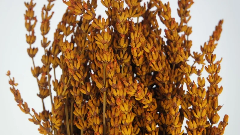 Stabilisierter Lavendel - 1 Bund - Amber