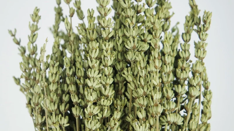Stabilisierter Lavendel - 1 Bund - Anis
