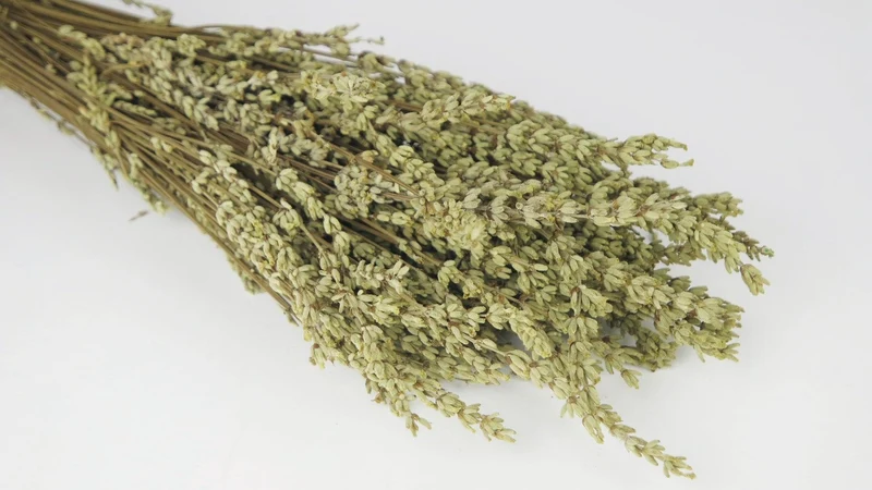 Stabilisierter Lavendel - 1 Bund - Anis