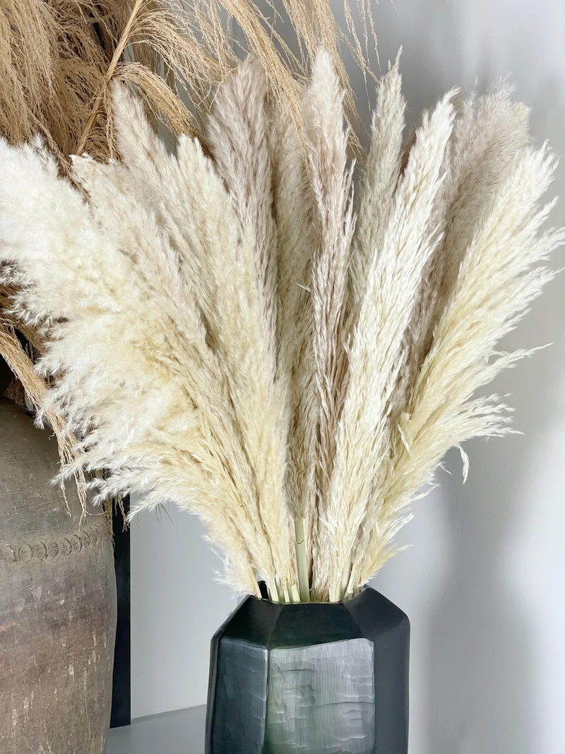 Pampasgras fluffig 115 cm Wedel 60-70 cm - 5 Stängel - Naturfarbe