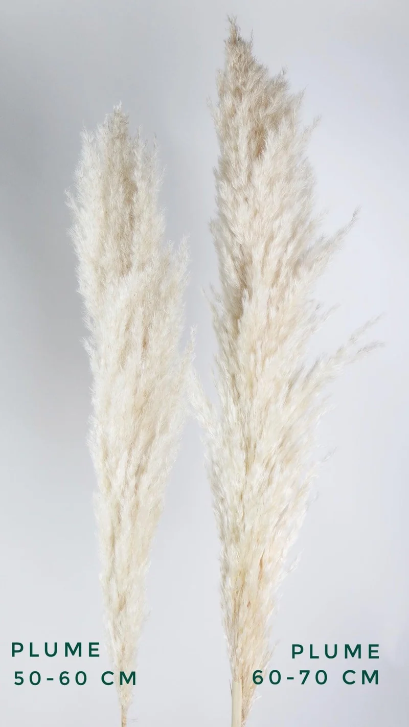 Pampasgras fluffig 115 cm Wedel 60-70 cm - 5 Stängel - Naturfarbe