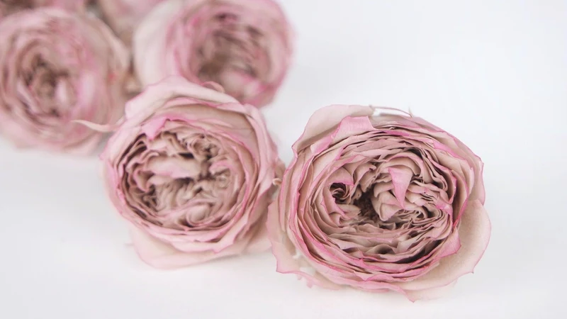 Englische Rosen konserviert Temari Earth Matters - 8 Köpfe - Pink purple 145