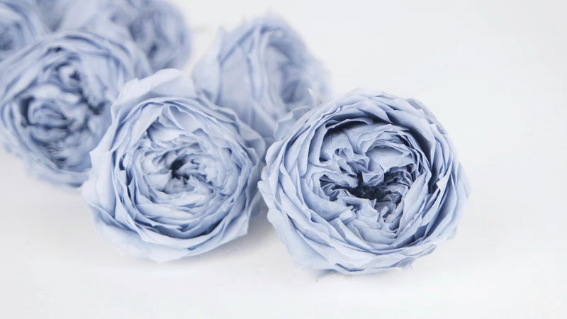 Englische Rosen konserviert Temari Earth Matters - 8 Köpfe - Dusty blue 631
