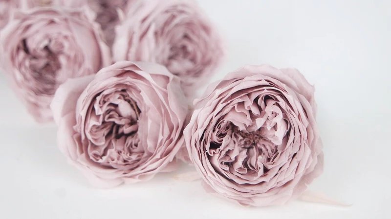 Englische Rosen konserviert Temari Earth Matters - 8 Köpfe - Misty rose 241