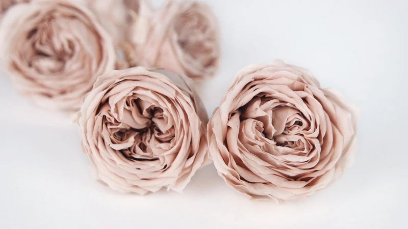 Englische Rosen konserviert Temari Earth Matters - 8 Köpfe - Champagne pink 131