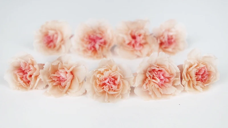 Nelken mini konserviert Earth Matters - 9 Stück - Peach rose 370