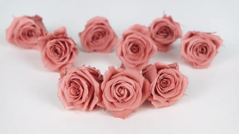 Rosen konserviert Izumi Earth Matters - 9 Köpfe - Bon bon pink 171