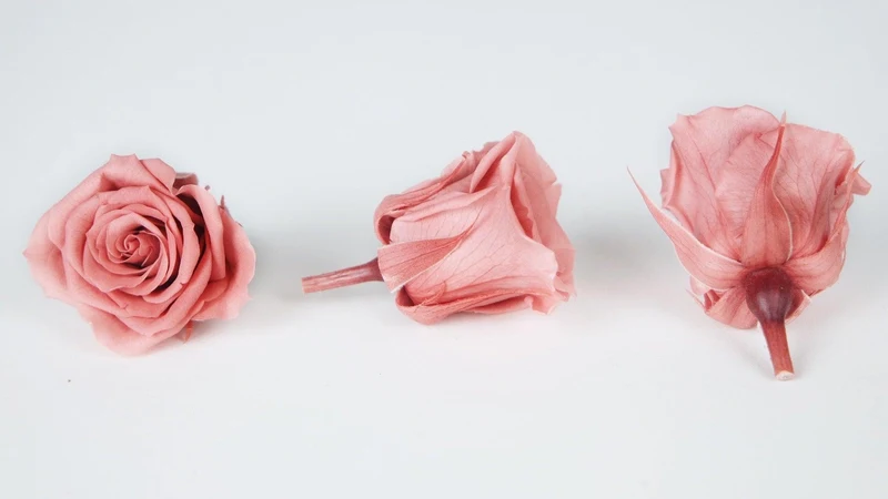 Rosen konserviert Izumi Earth Matters - 9 Köpfe - Bon bon pink 171