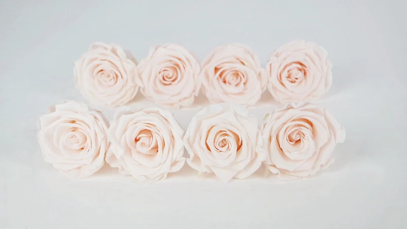 Stabilisierte Rosen Kiara 5 cm - 8 Stück - Pink blush