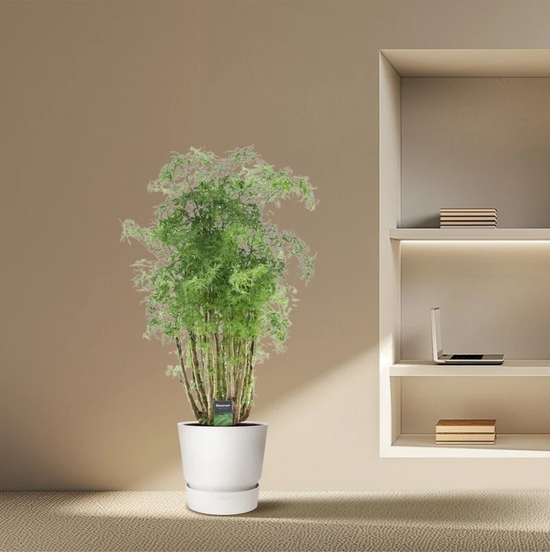 Polyscias Hawaiiana ‘Ming’ 90 cm | Exotische Aralie im Ø24 cm Topf – Immergrün & Pflegeleicht