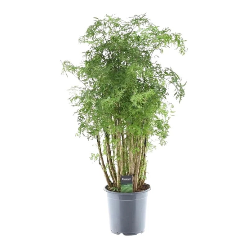 Polyscias Hawaiiana ‘Ming’ 90 cm | Exotische Aralie im Ø24 cm Topf – Immergrün & Pflegeleicht