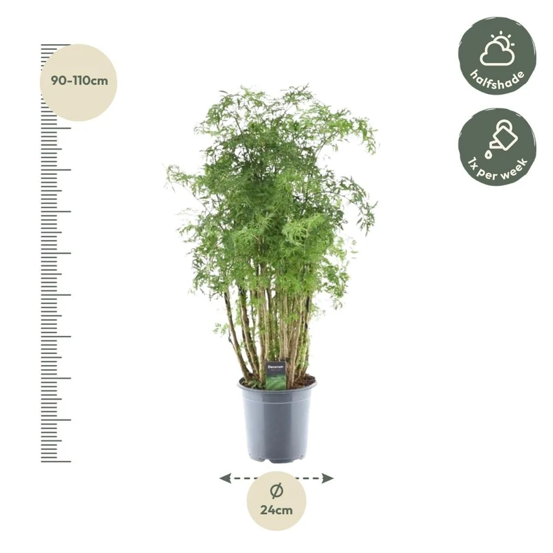 Polyscias Hawaiiana ‘Ming’ 90 cm | Exotische Aralie im Ø24 cm Topf – Immergrün & Pflegeleicht