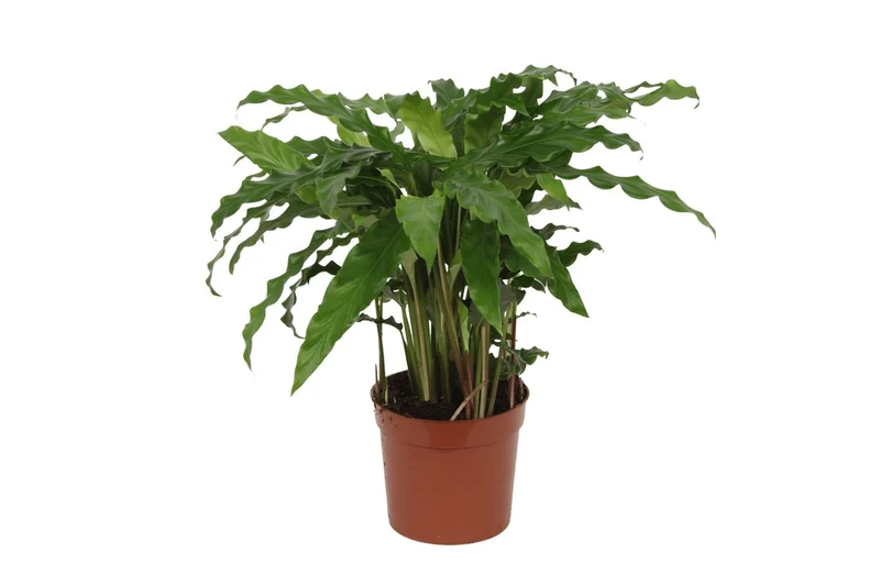 Calathea Bluegrass 35 cm | Korbmarante im Ø12 cm Topf – Immergrün & Haustierfreundlich