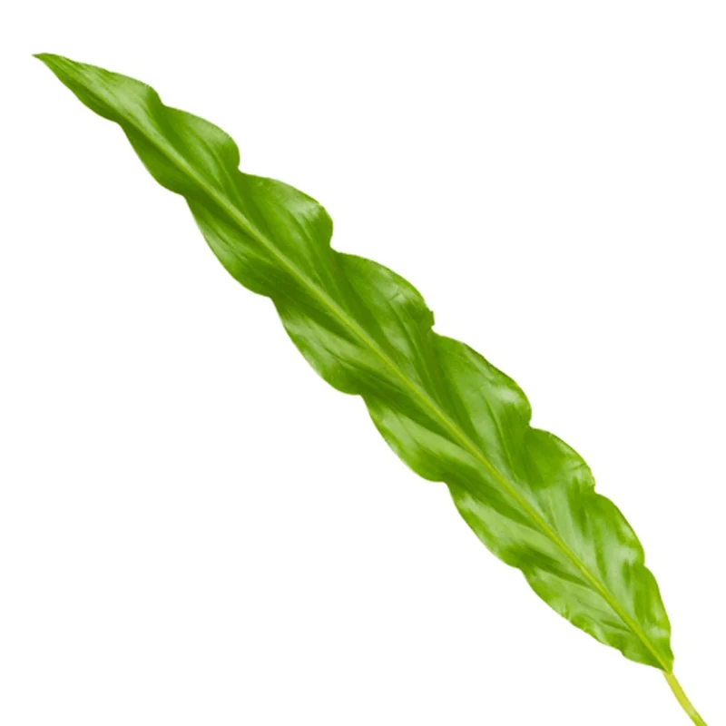 Calathea Bluegrass 35 cm | Korbmarante im Ø12 cm Topf – Immergrün & Haustierfreundlich