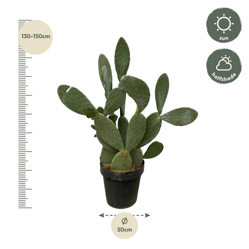 Opuntia Ficus Indica – Robuster Feigenkaktus für Sonne & Garten