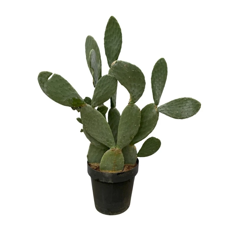Opuntia Ficus Indica – Robuster Feigenkaktus für Sonne & Garten