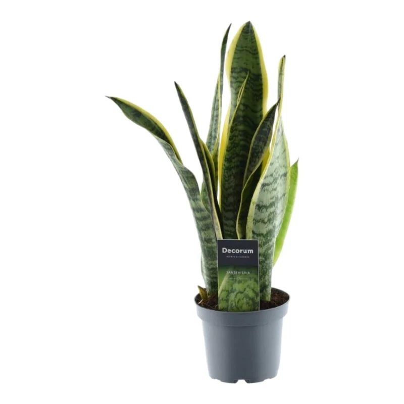 Sansevieria Laurentii – 45 cm Bogenhanf mit gelbem Rand